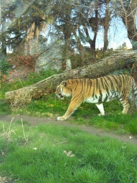 Ogród zoologiczny Bioparco
